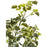 Deco plante 57607 - Olla Vert - Lot de 1